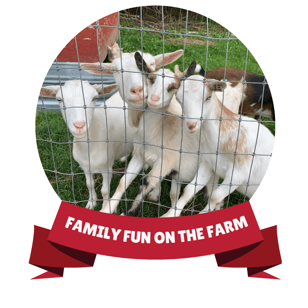 Family fun on the farm